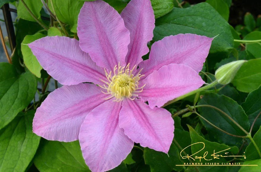 Abilene™ Clematis - Image 2