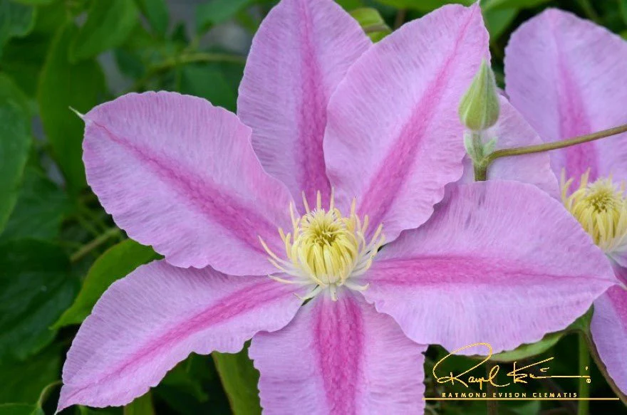 Abilene™ Clematis - Image 4