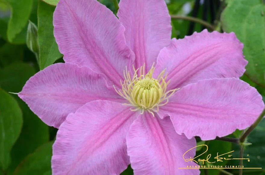 Abilene™ Clematis - Image 5
