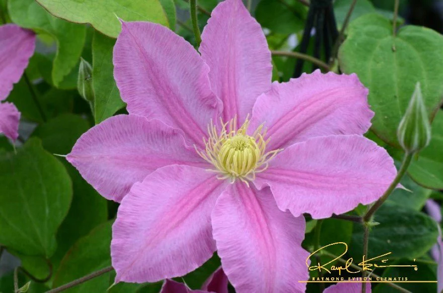 Abilene™ Clematis - Image 6