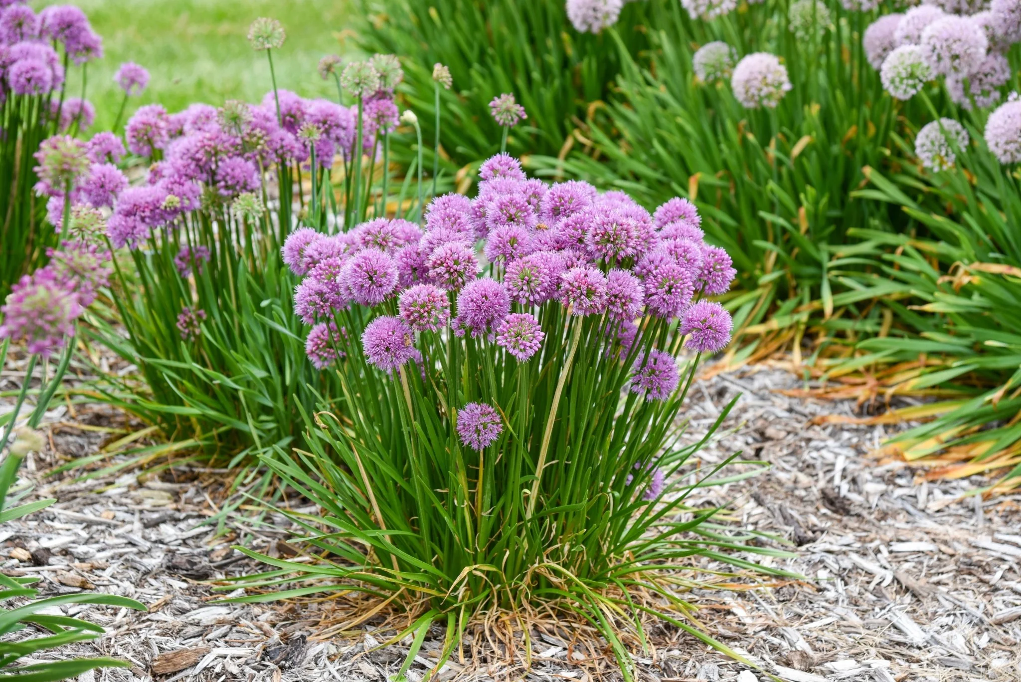 All the Buzz Allium - Image 3