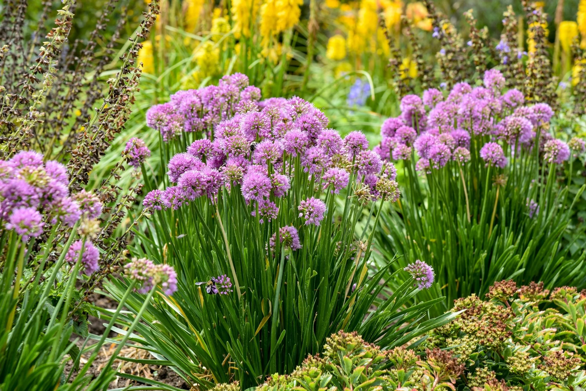 All the Buzz Allium - Image 4