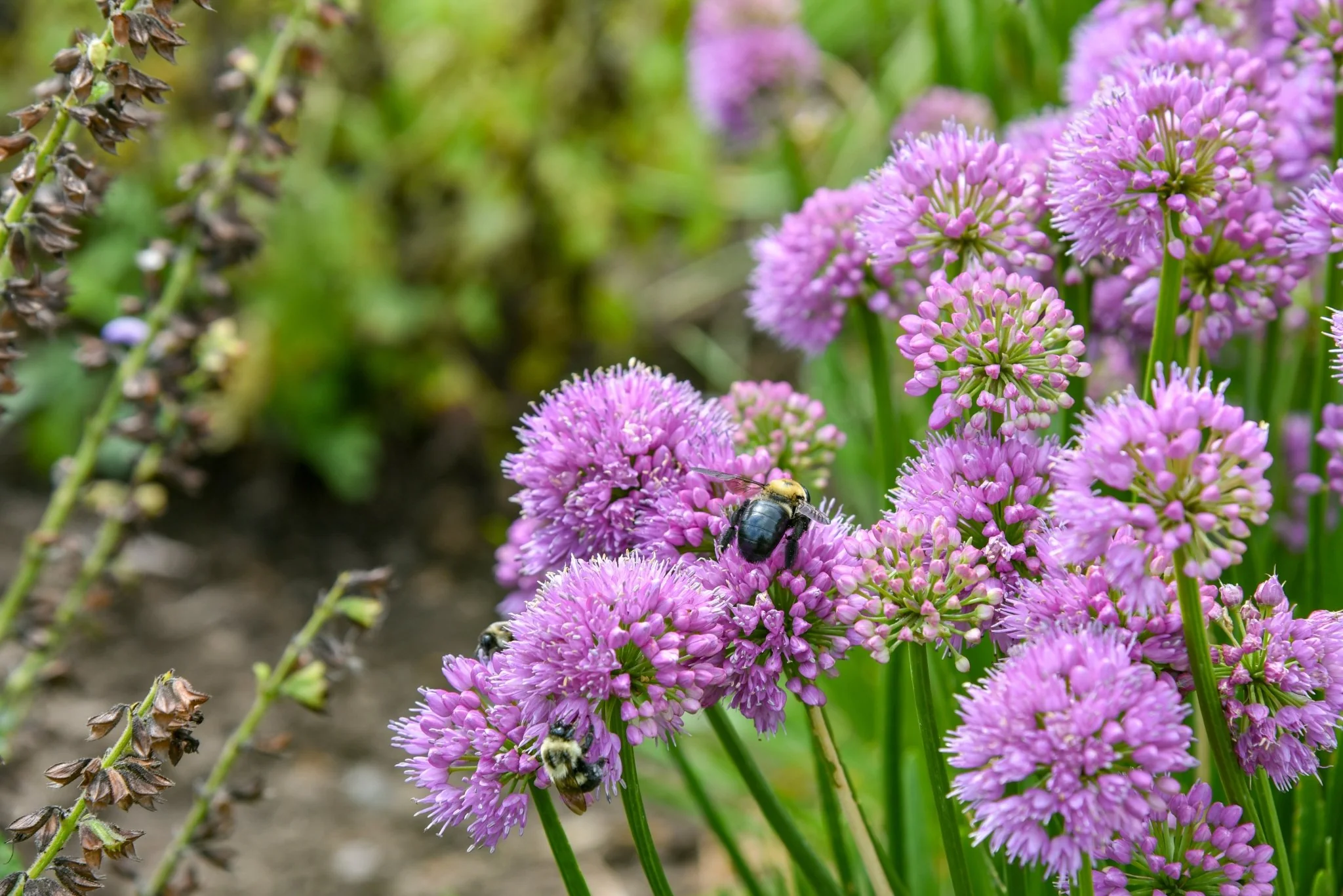 All the Buzz Allium - Image 5