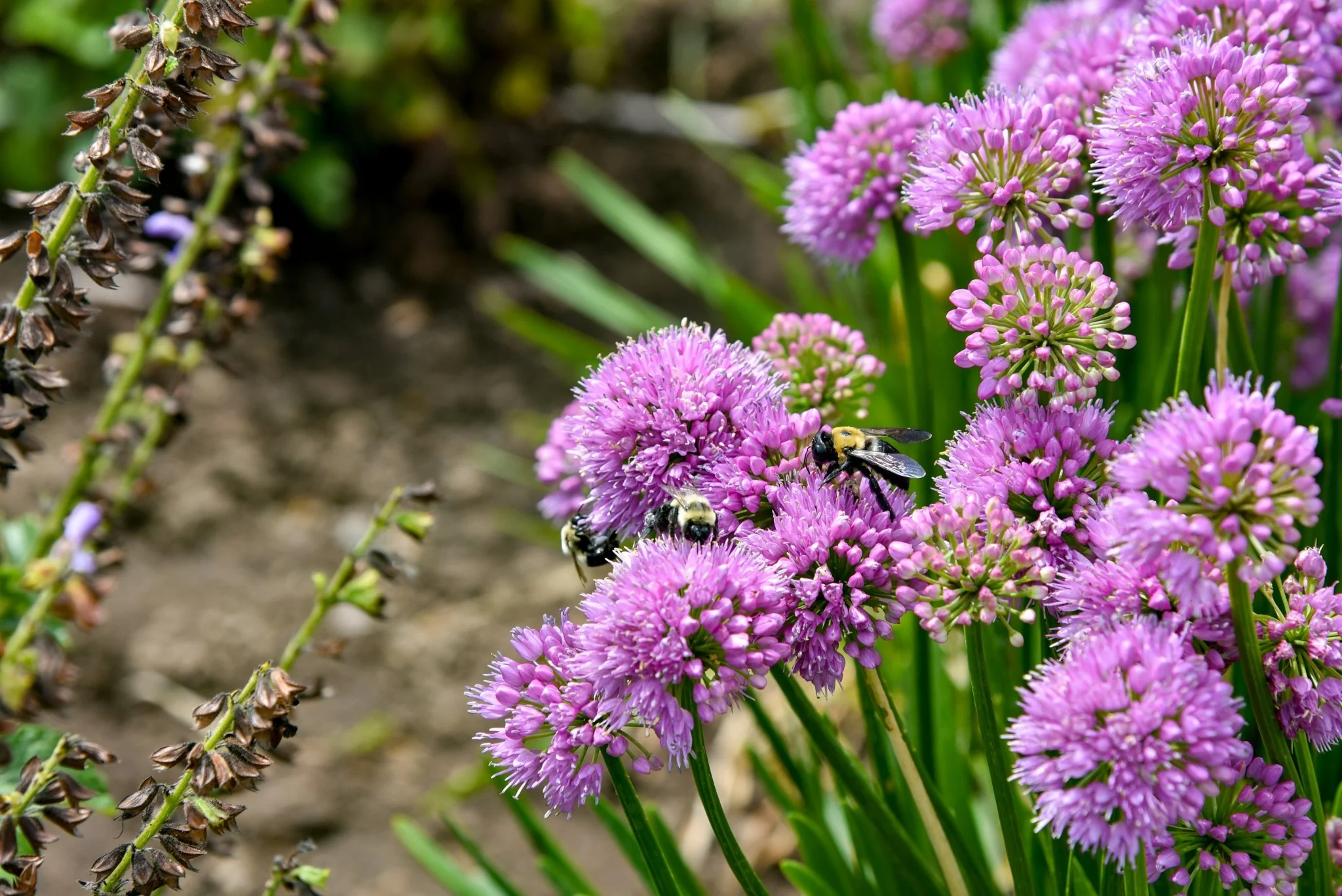 All the Buzz Allium - Image 6