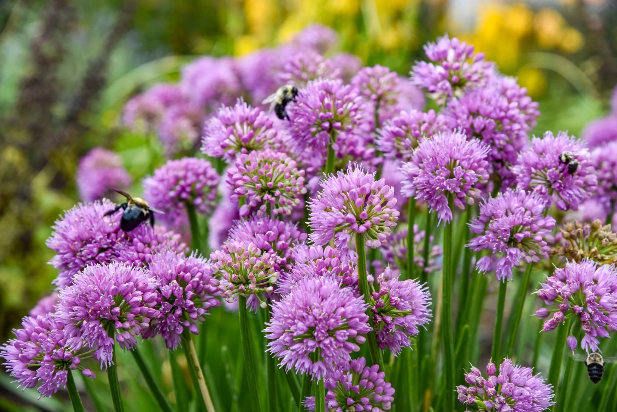 All the Buzz Allium - Image 7