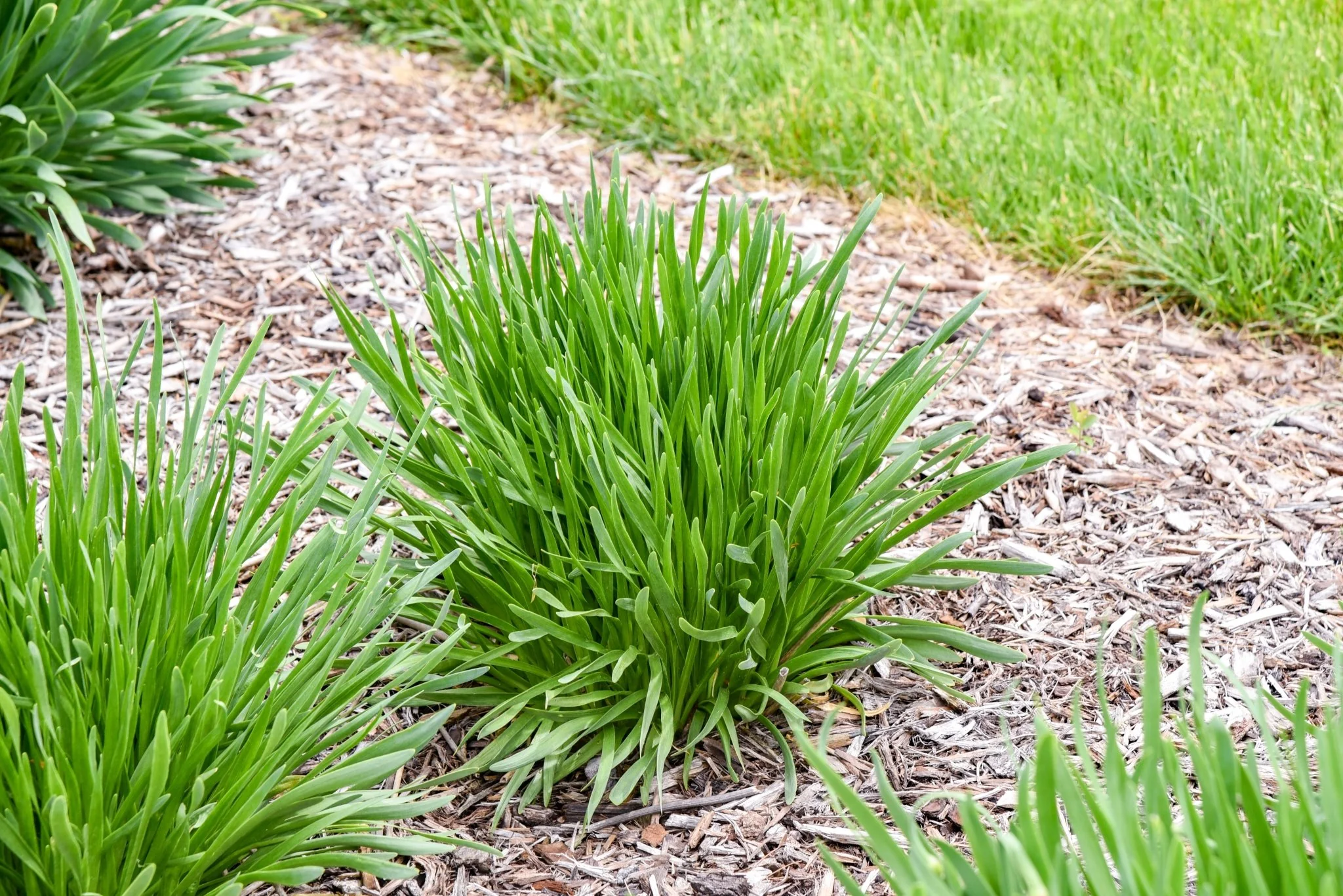 All the Buzz Allium - Image 8