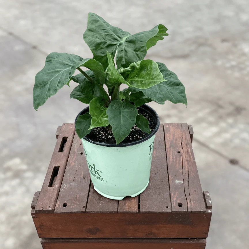 Alocasia Low Rider Elephant Ear