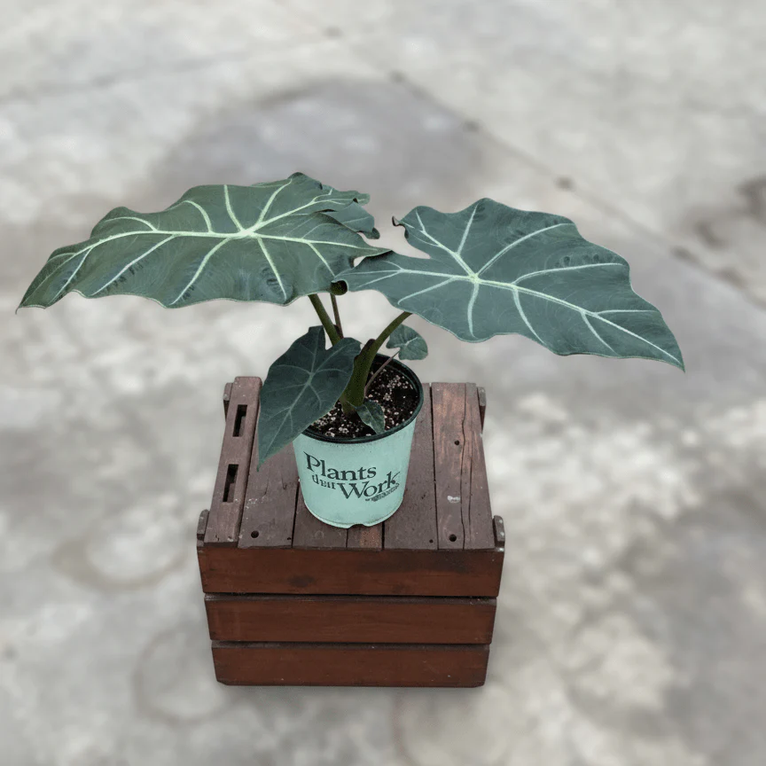 Alocasia Mayan Mask Elephant Ear