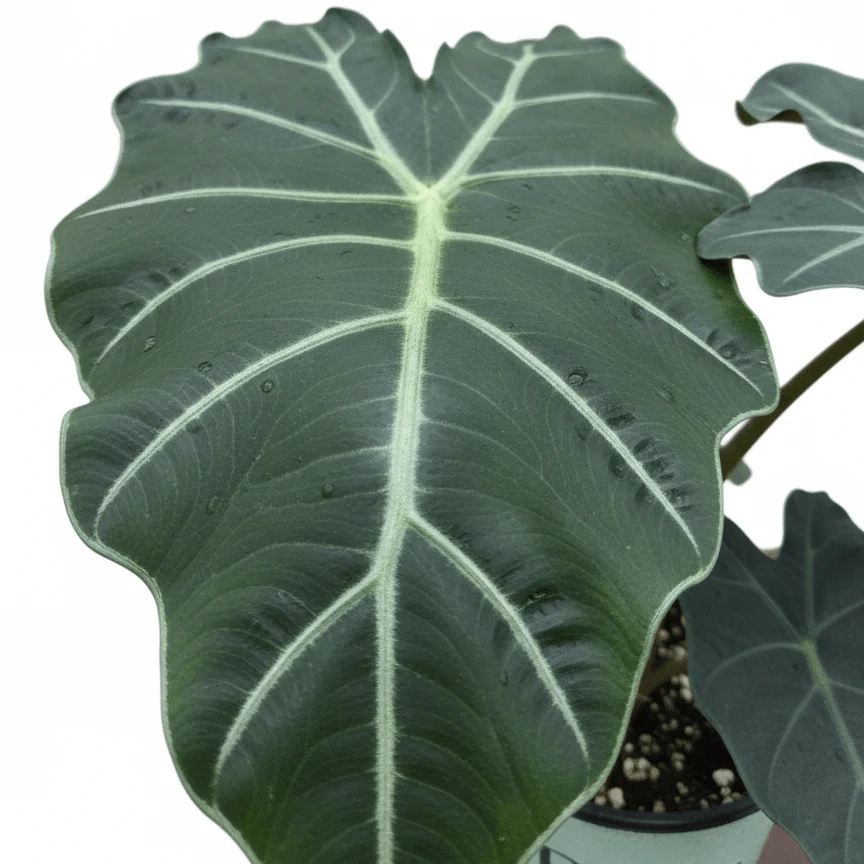 Alocasia Mayan Mask Elephant Ear - Image 2