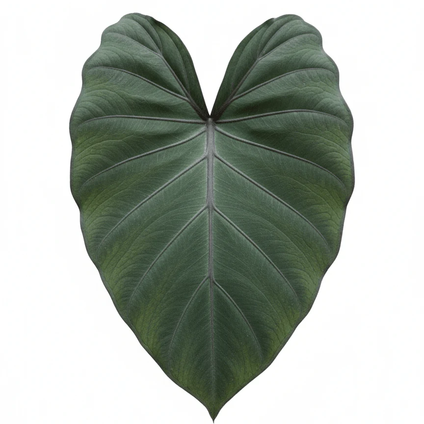 Alocasia Metalhead Elephant Ear - Image 2