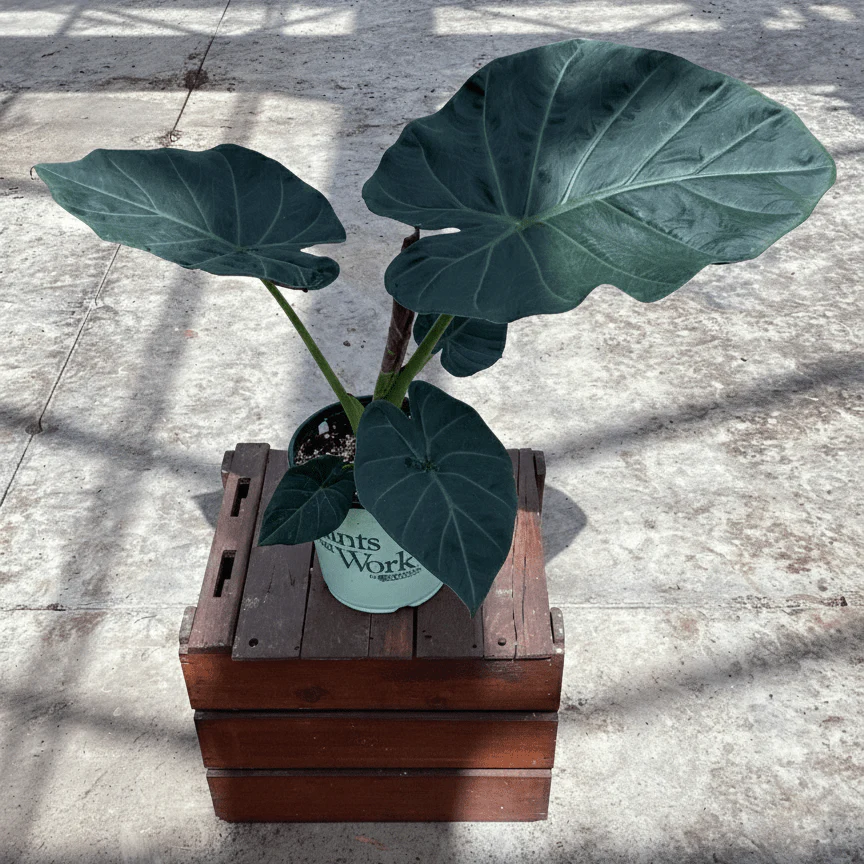 Alocasia Regal Shields Elephant Ear