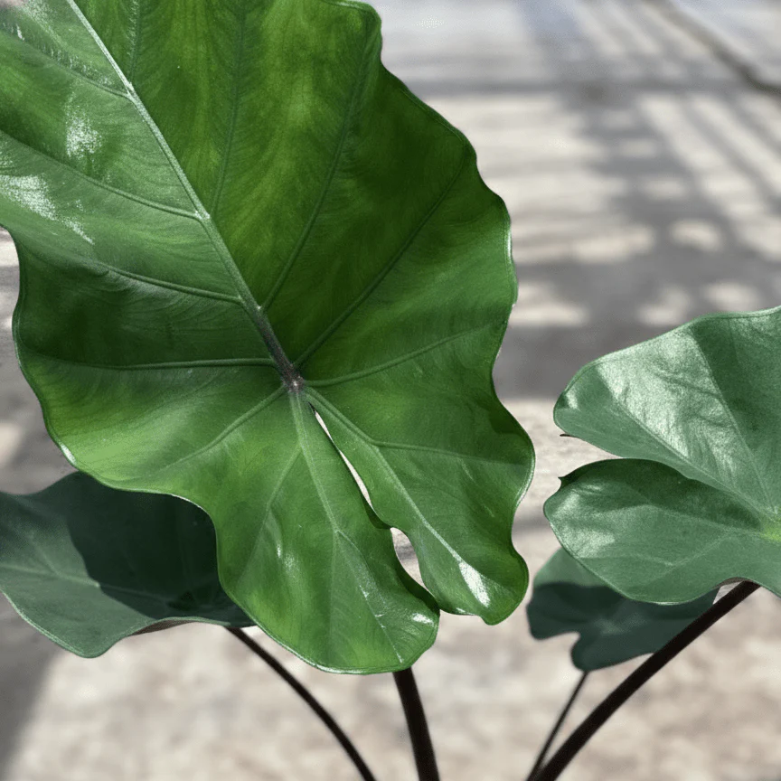 Alocasia Sumo Elephant Ear - Image 2