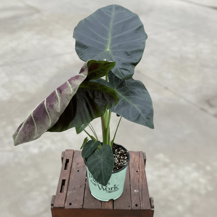 Aloha Elephant Ear