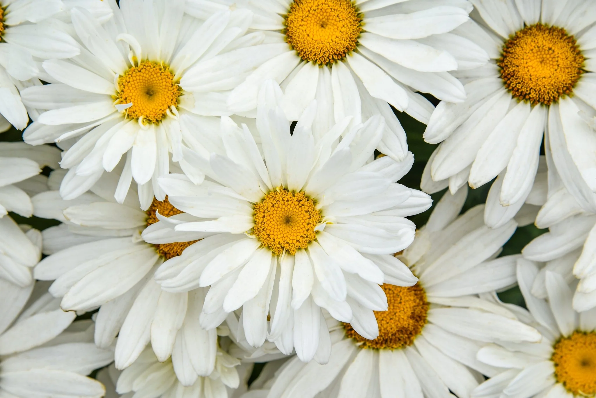 Amazing Daisies® 'Dream Big' Shasta Daisy - Image 2
