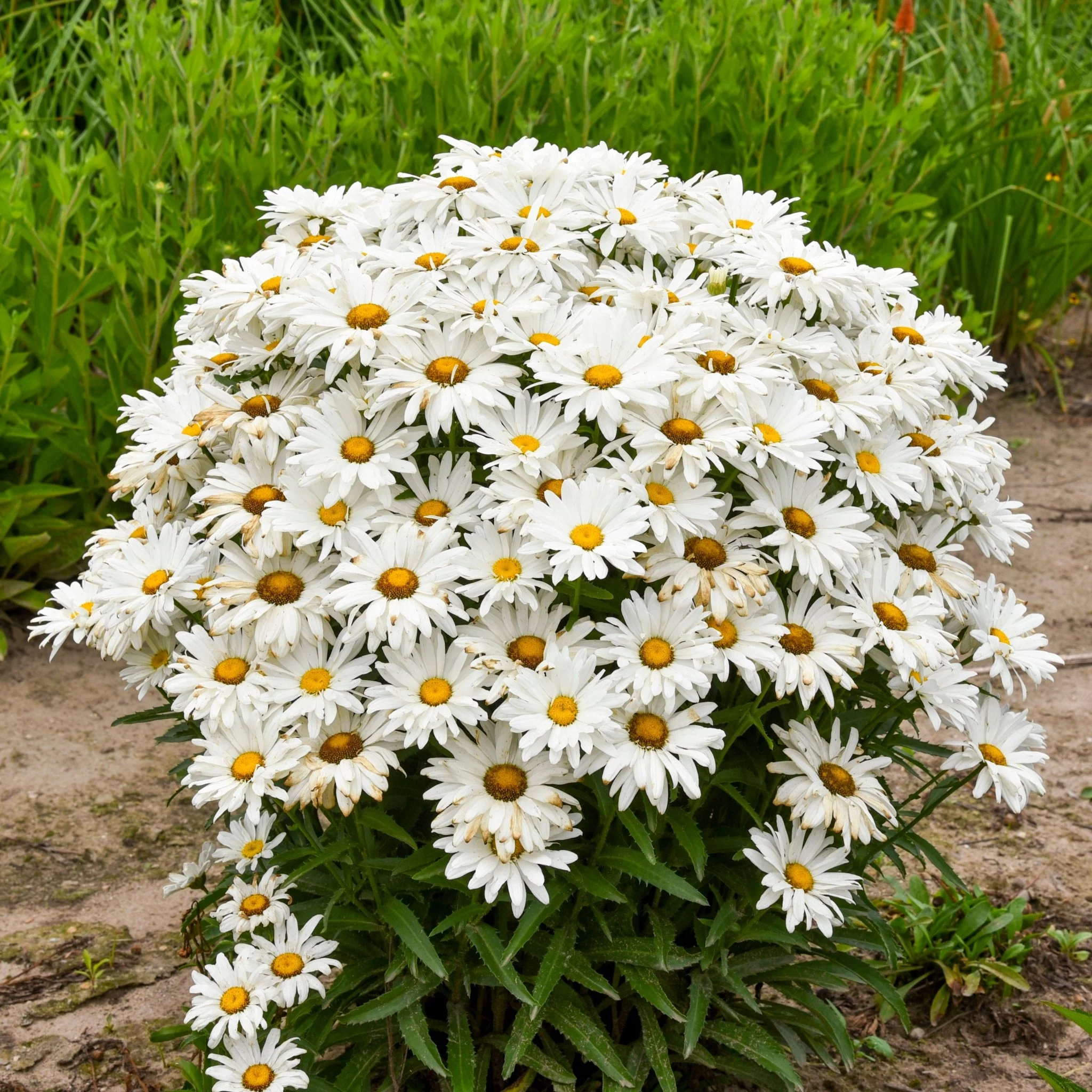 Amazing Daisies® 'Dream Big' Shasta Daisy - Image 3
