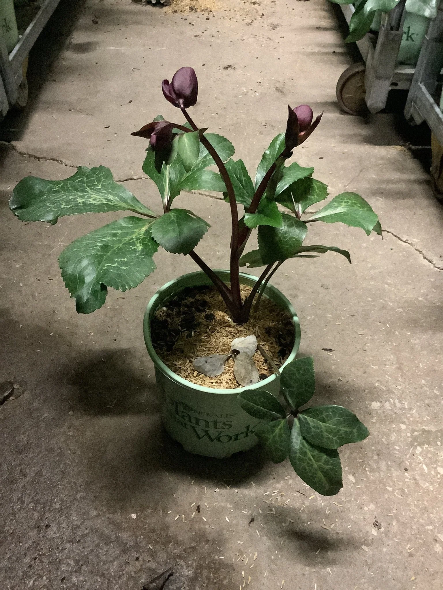 FrostKiss™ Anna's Red Lenten Rose - Image 2