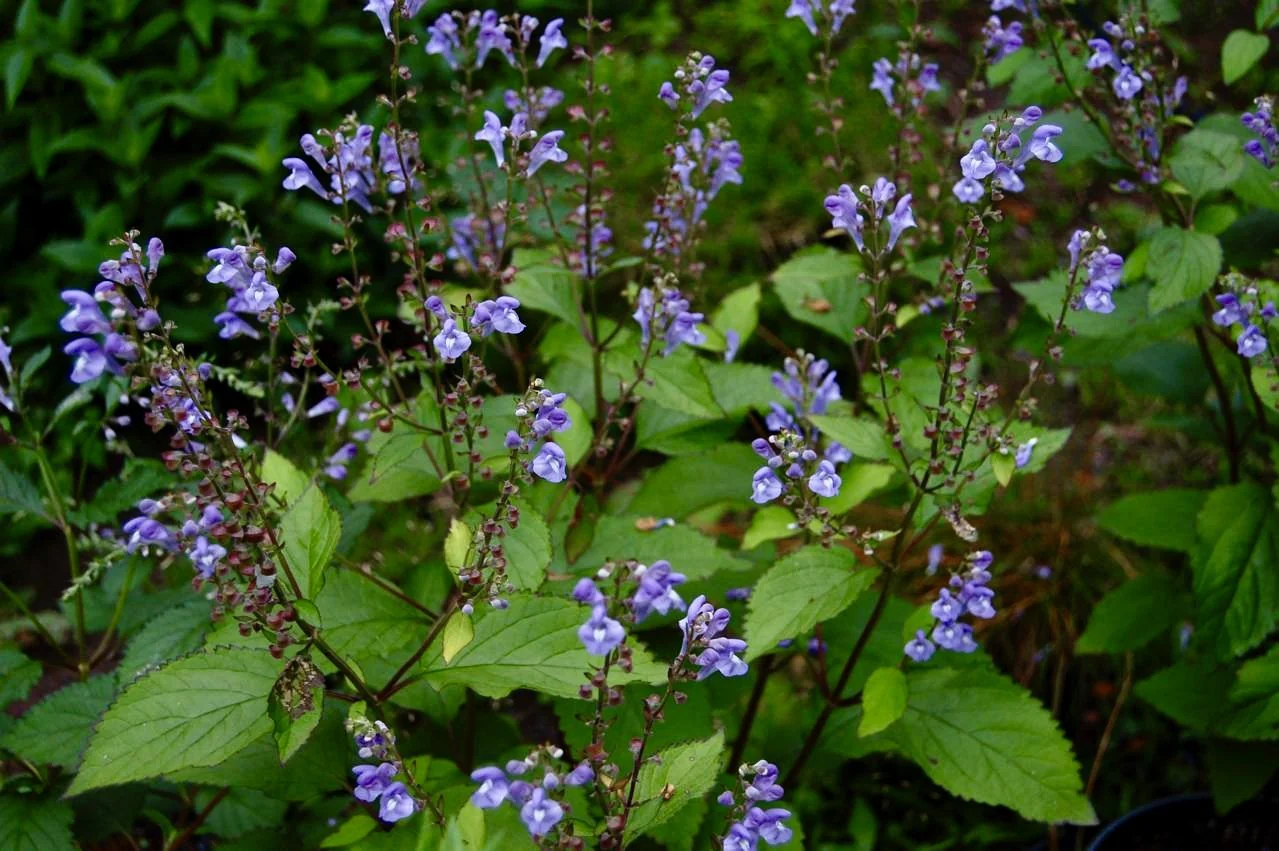 Appalachian Blue Skullcap - Image 2