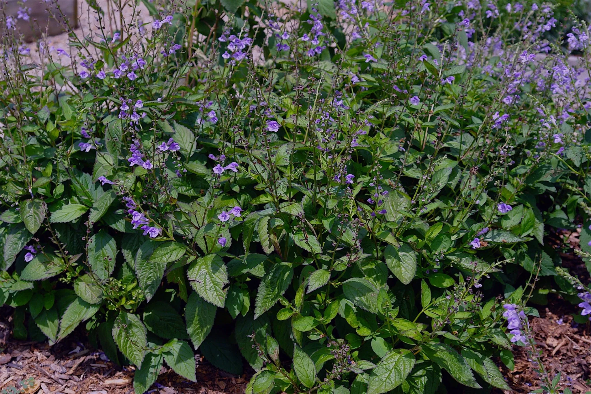 Appalachian Blue Skullcap - Image 3