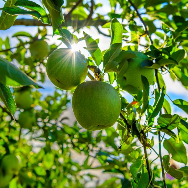 Granny Smith Apple Tree - Image 4