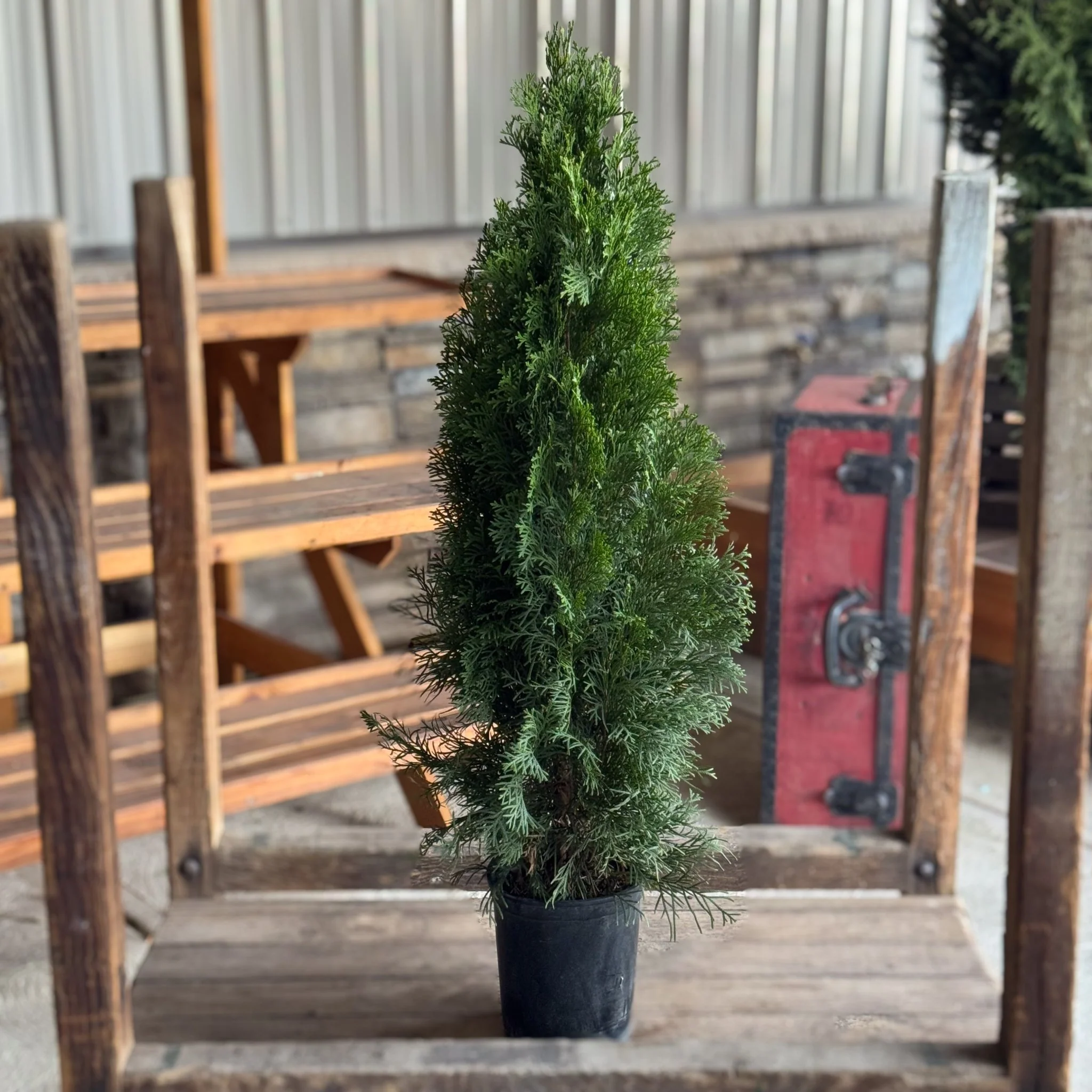 Emerald Green Arborvitae
