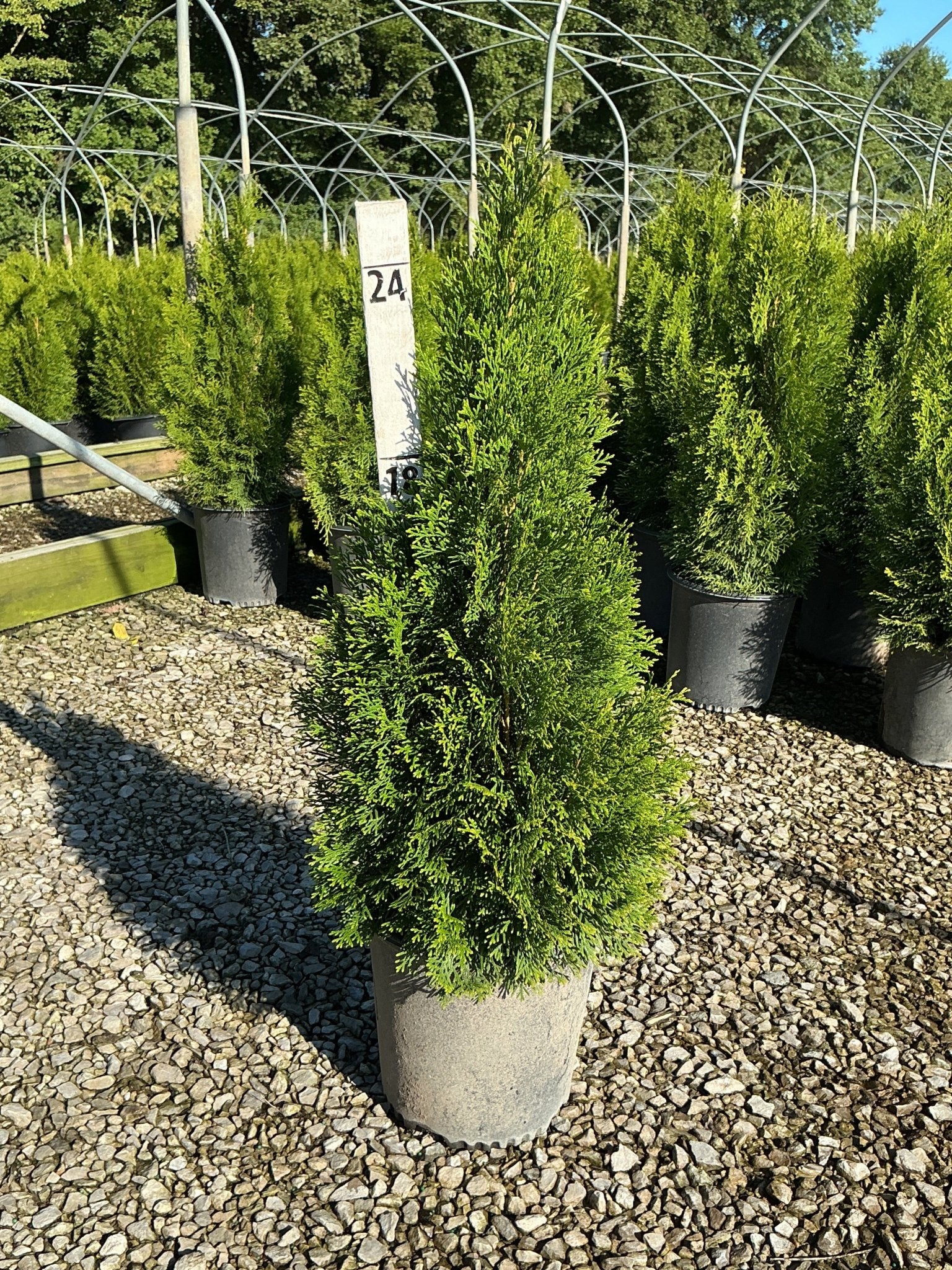 Emerald Green Arborvitae - Image 10