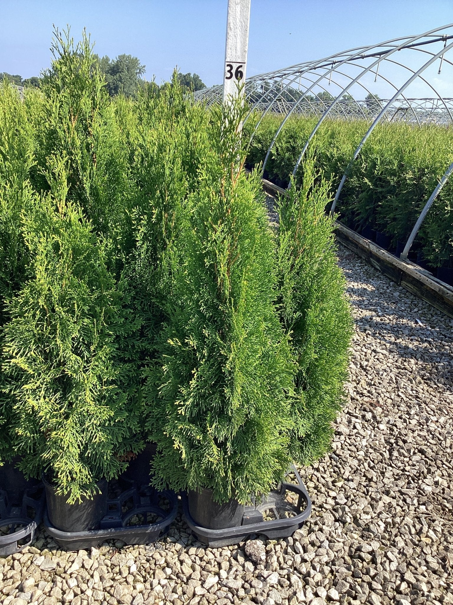 Emerald Green Arborvitae - Image 11