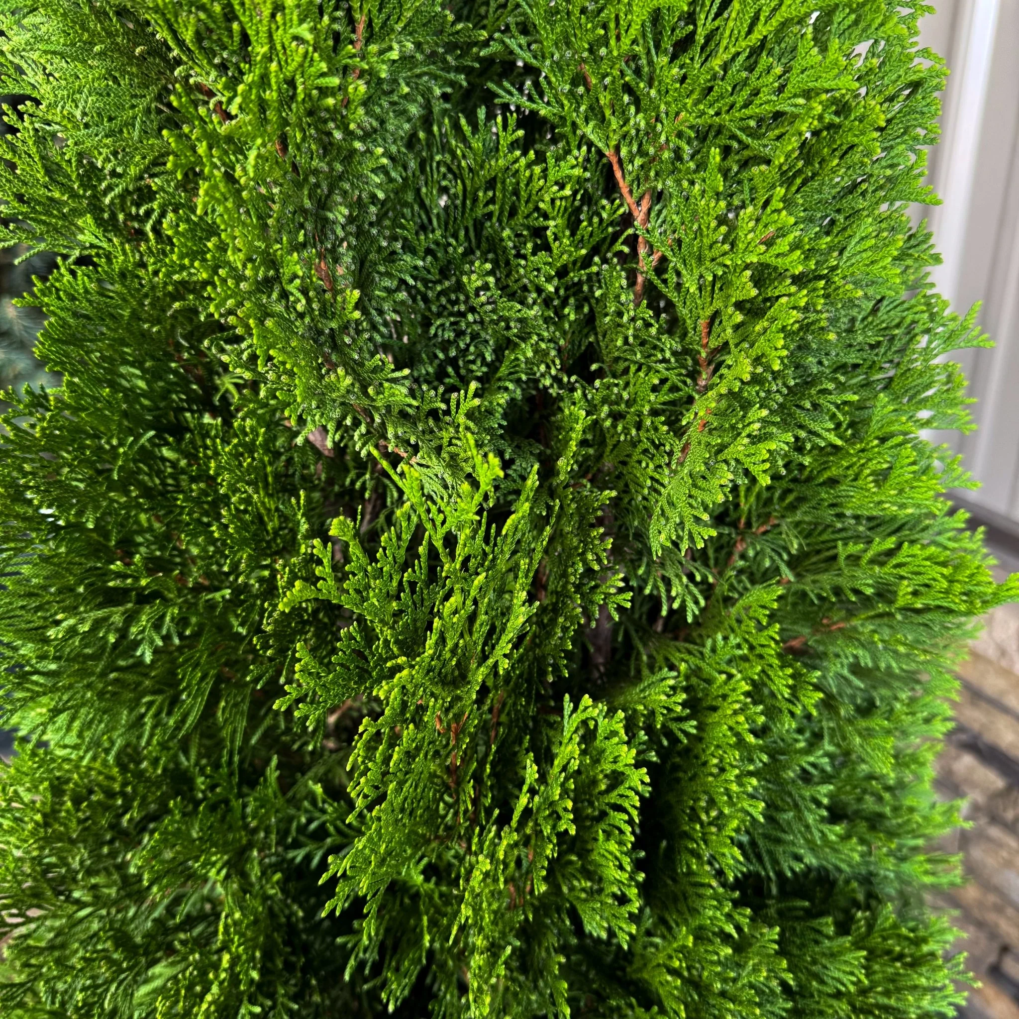 Emerald Green Arborvitae - Image 3