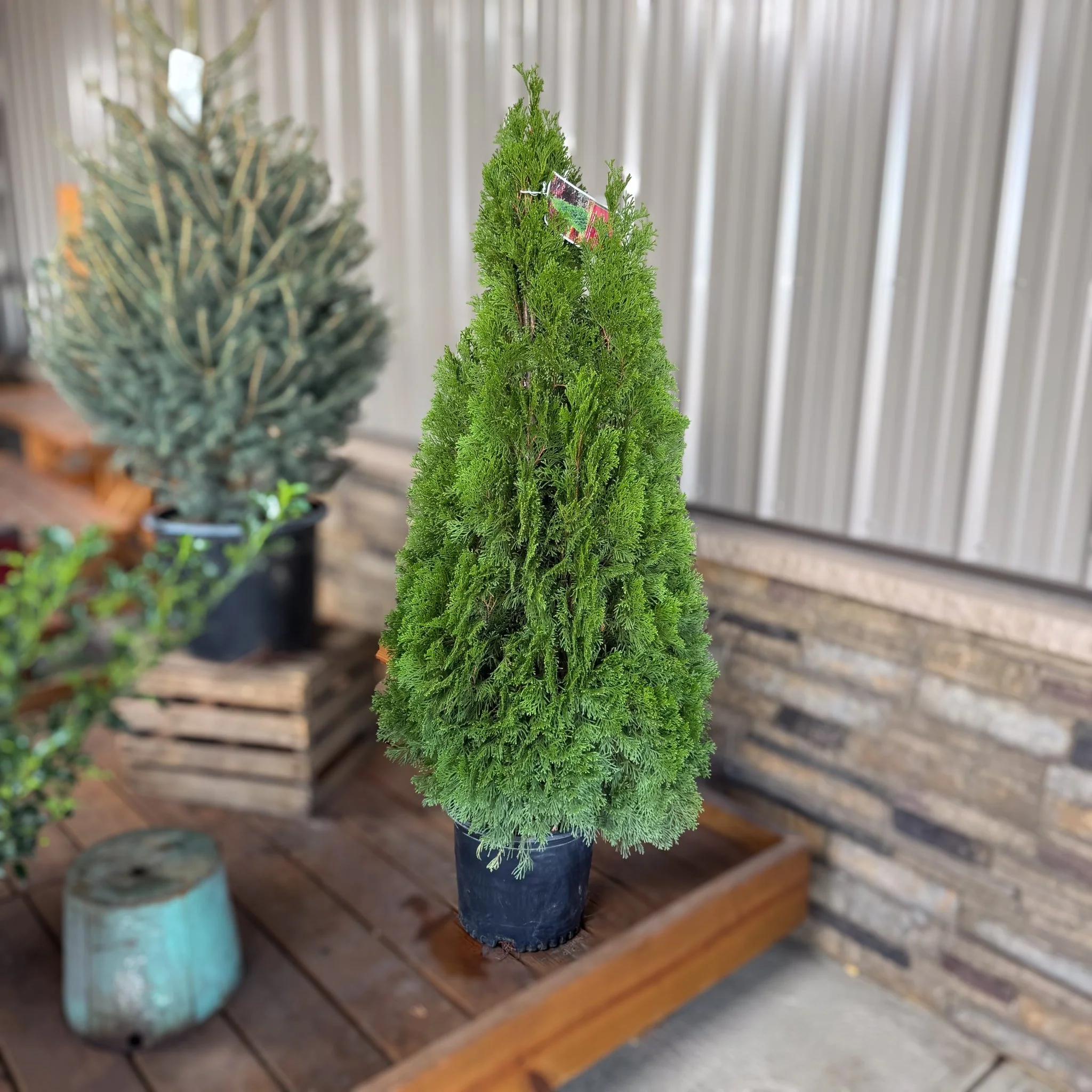 Emerald Green Arborvitae - Image 4