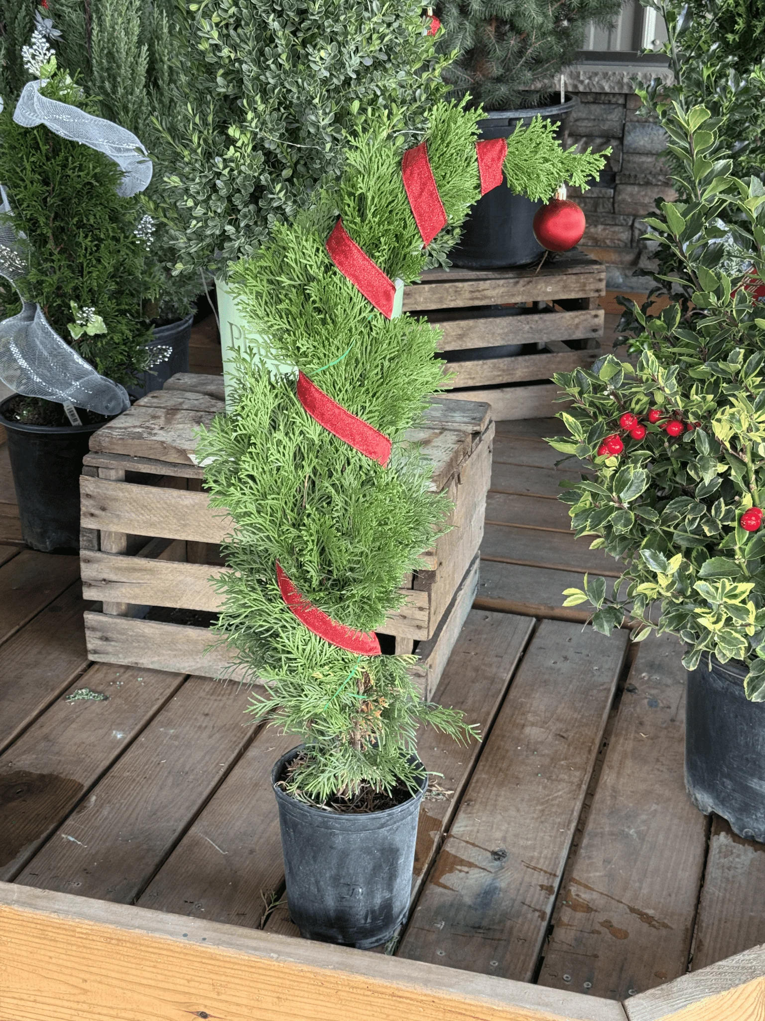 Emerald Green Arborvitae - Image 7
