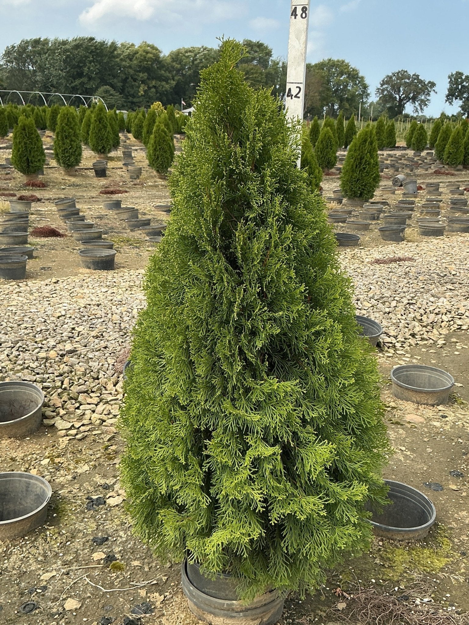 Emerald Green Arborvitae - Image 9