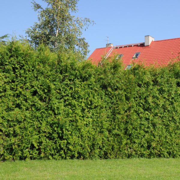 Green Giant Arborvitae - Image 3