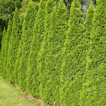 Green Giant Arborvitae - Image 4
