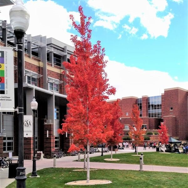 Armstrong Maple Tree