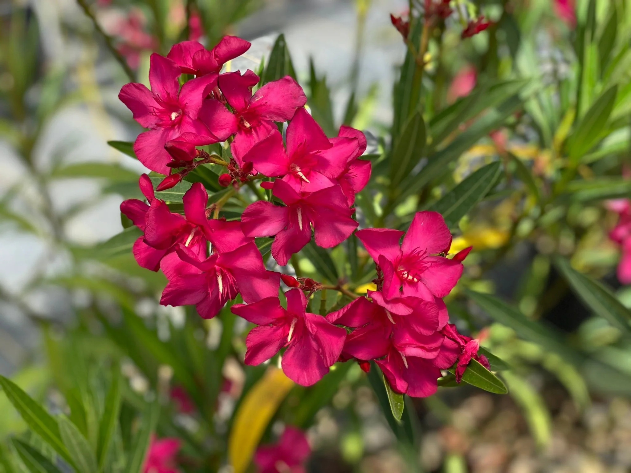 Austin Pretty Limits® Oleander