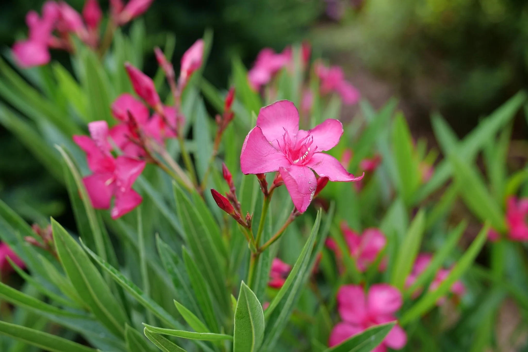 Austin Pretty Limits® Oleander - Image 2