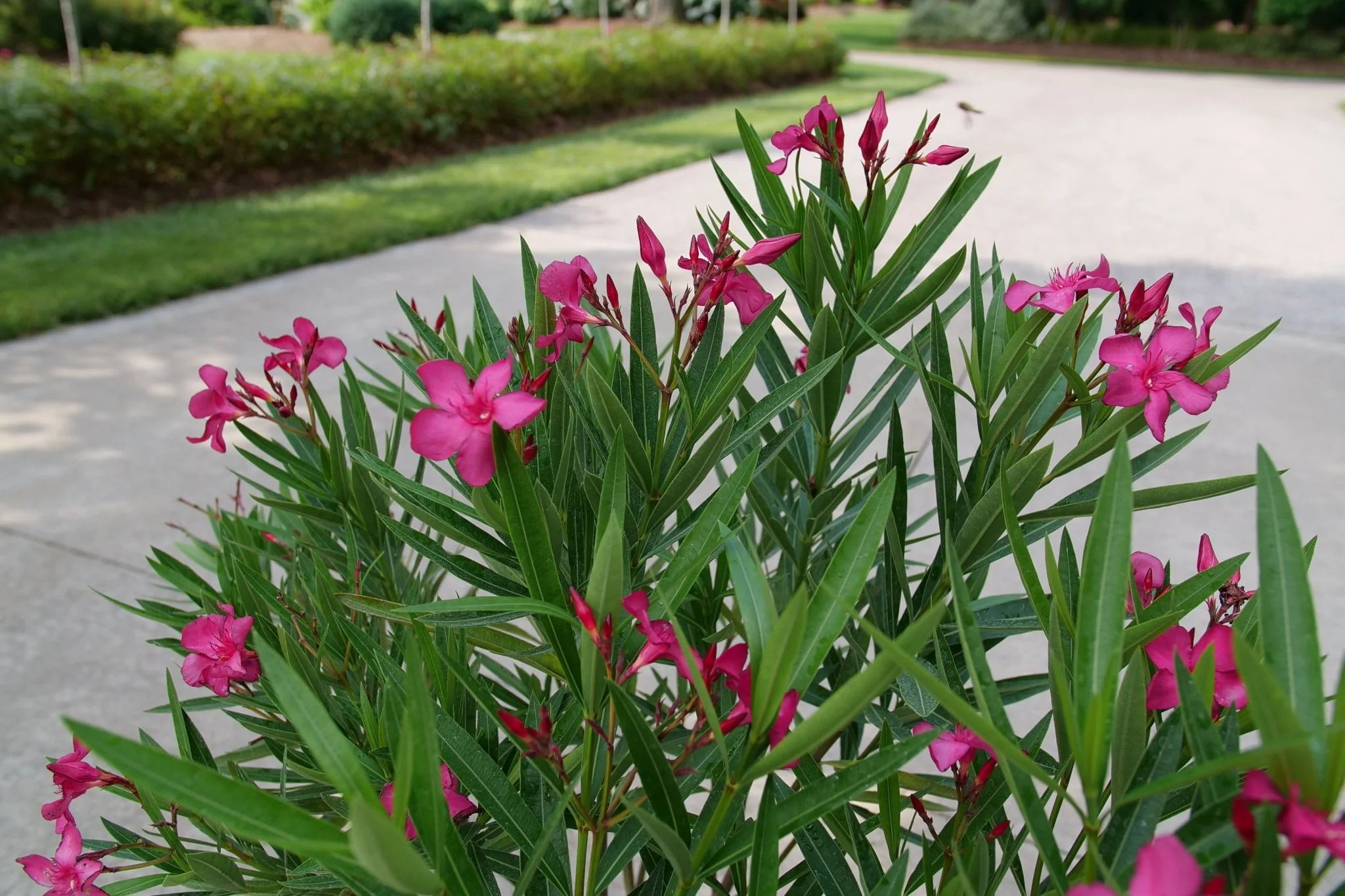 Austin Pretty Limits® Oleander - Image 3