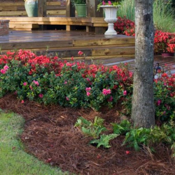 Encore Azalea Autumn Embers® - Image 3