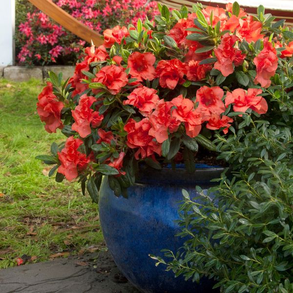 Encore Azalea Autumn Embers® - Image 4
