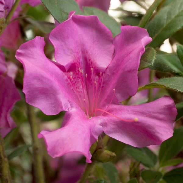 Autumn Royalty® Encore® Azalea - Image 3