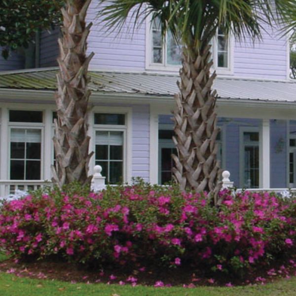 Autumn Royalty® Encore® Azalea - Image 4