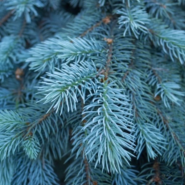 Baby Blue® Spruce - Image 2