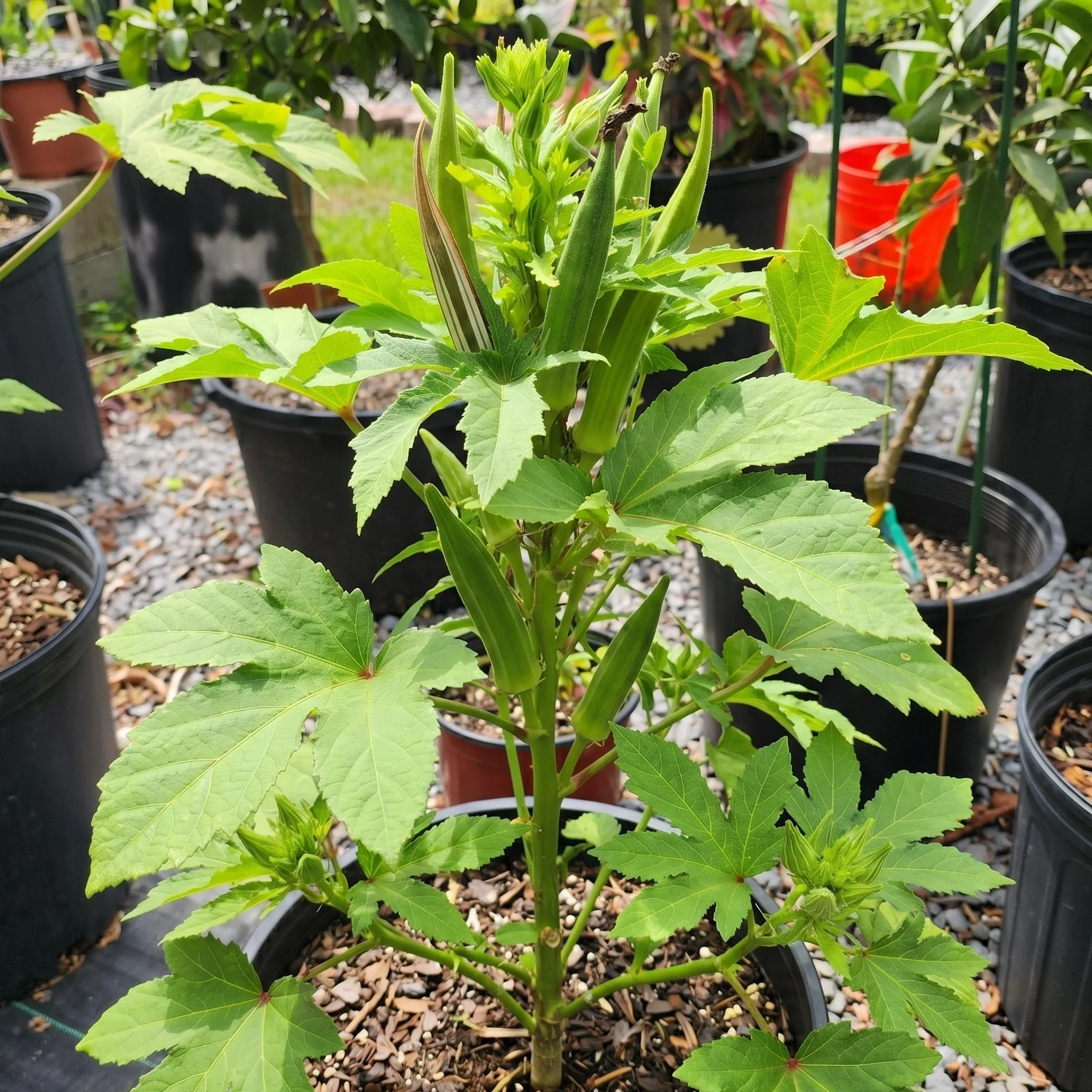 Baby Bubba Okra