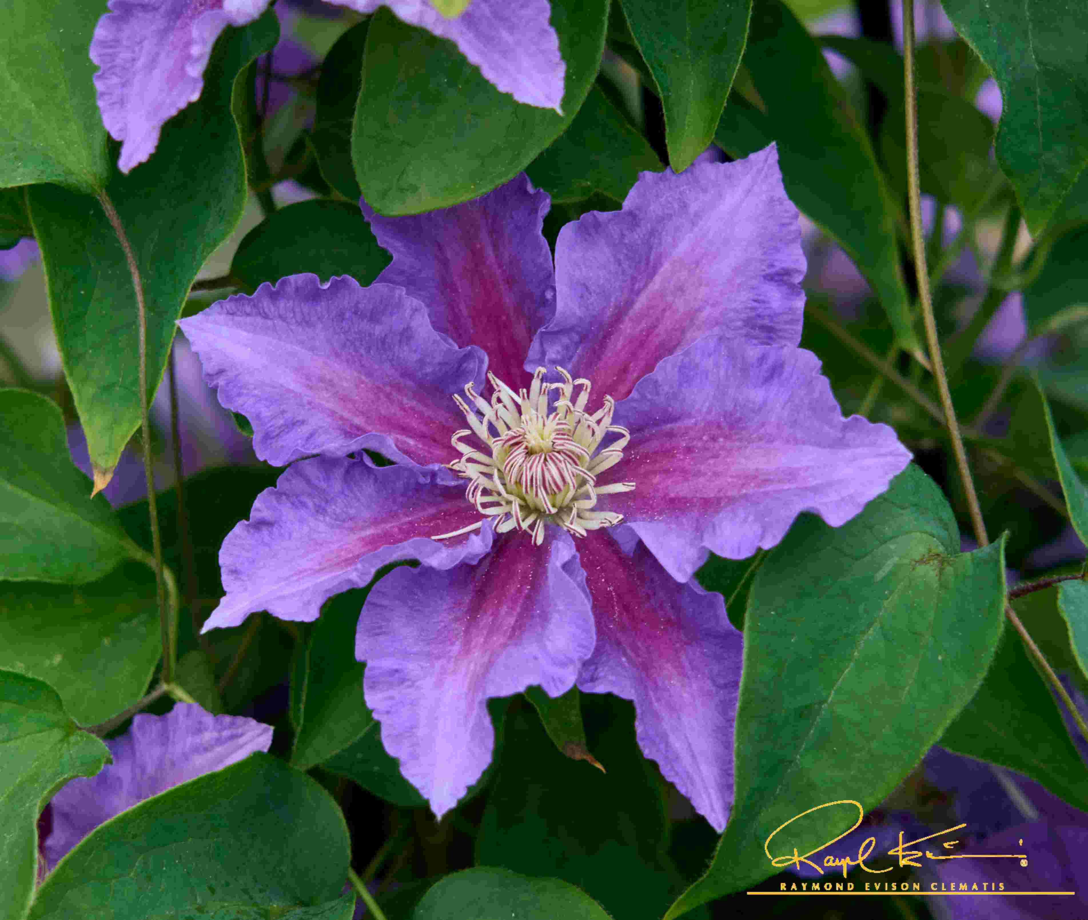 Baroness Fookes™ Clematis