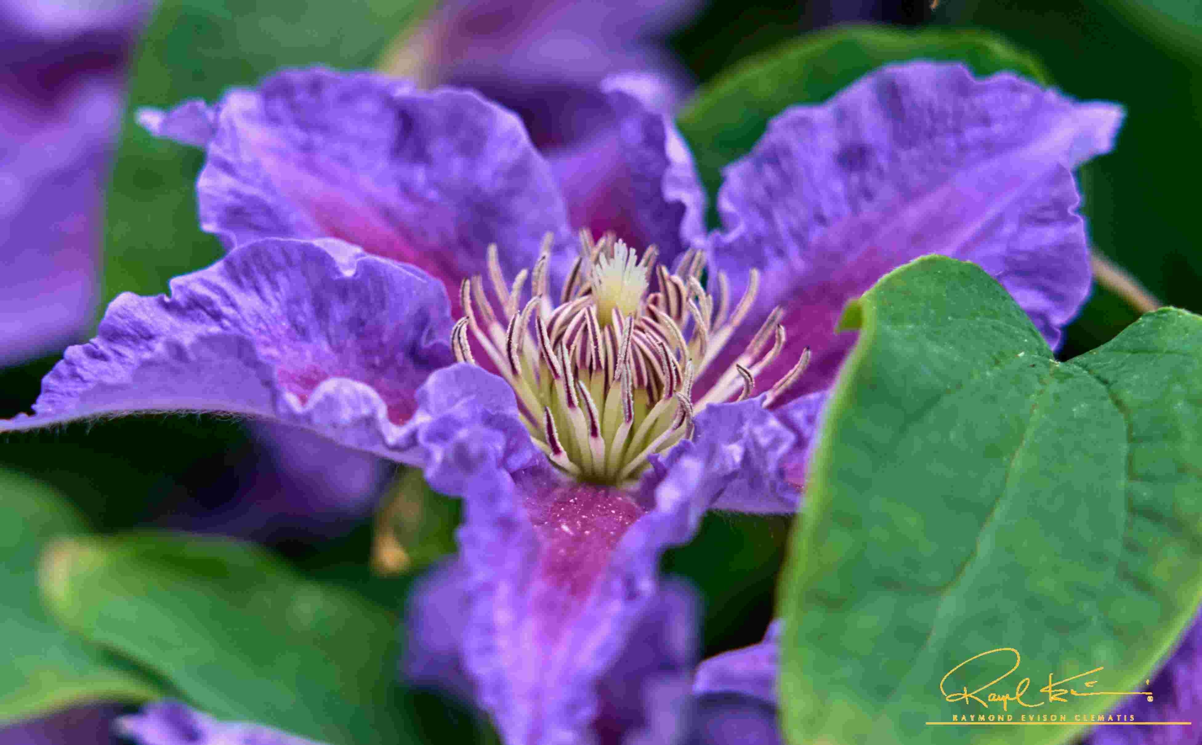 Baroness Fookes™ Clematis - Image 2