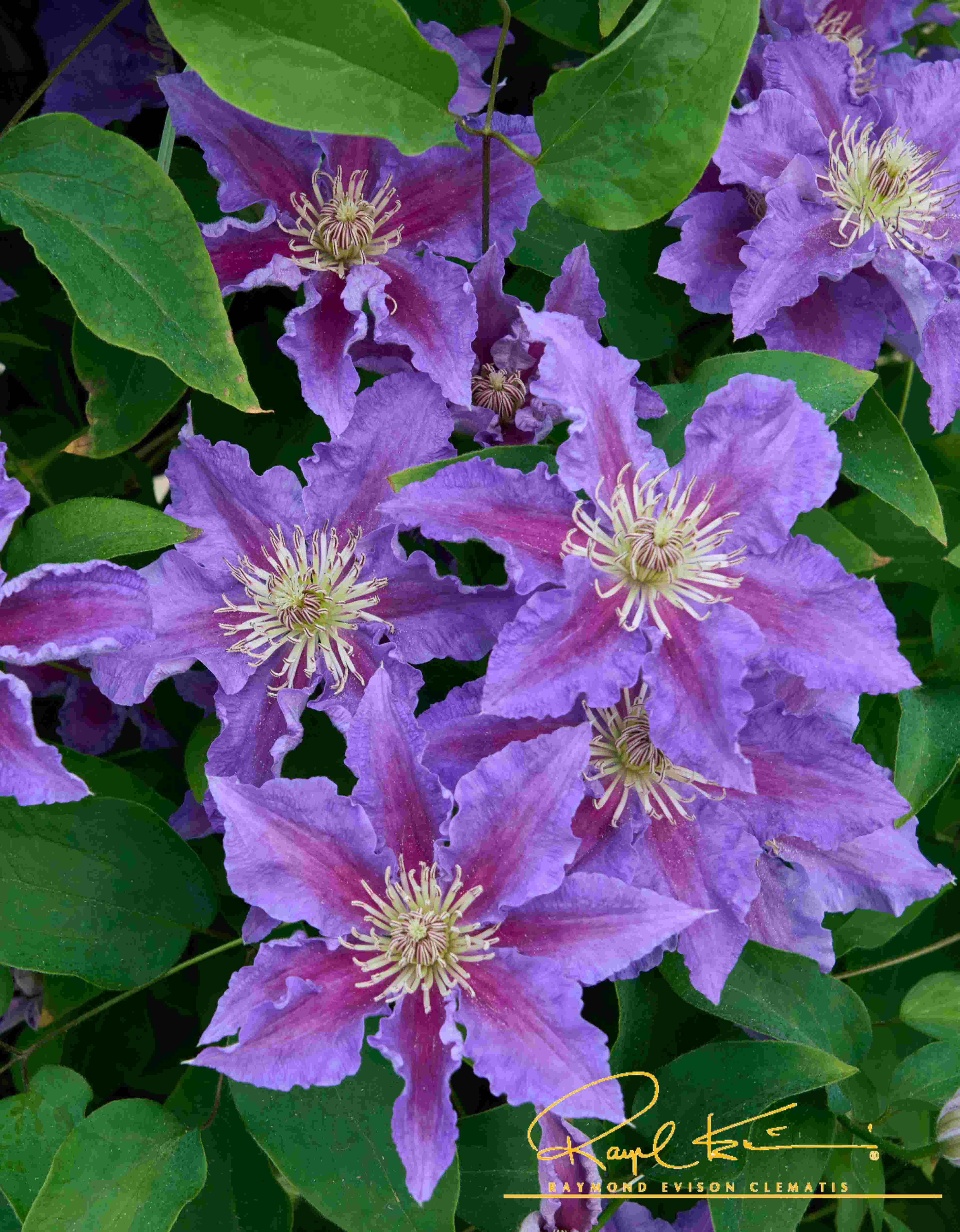 Baroness Fookes™ Clematis - Image 3