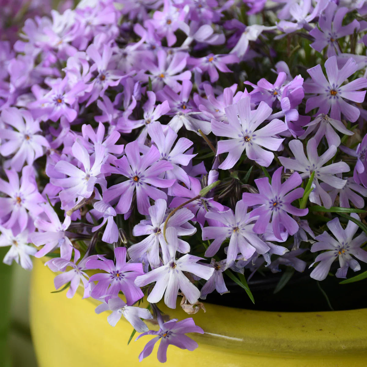 Bedazzled Lavender Hybrid Spring Phlox - Image 2