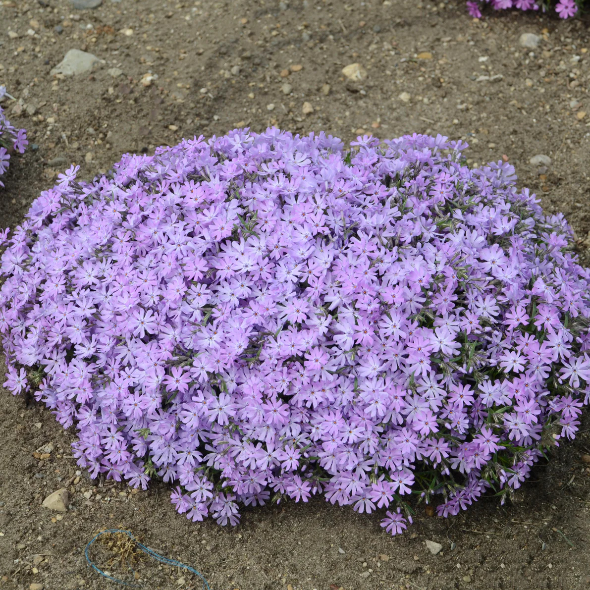 Bedazzled Lavender Hybrid Spring Phlox - Image 3
