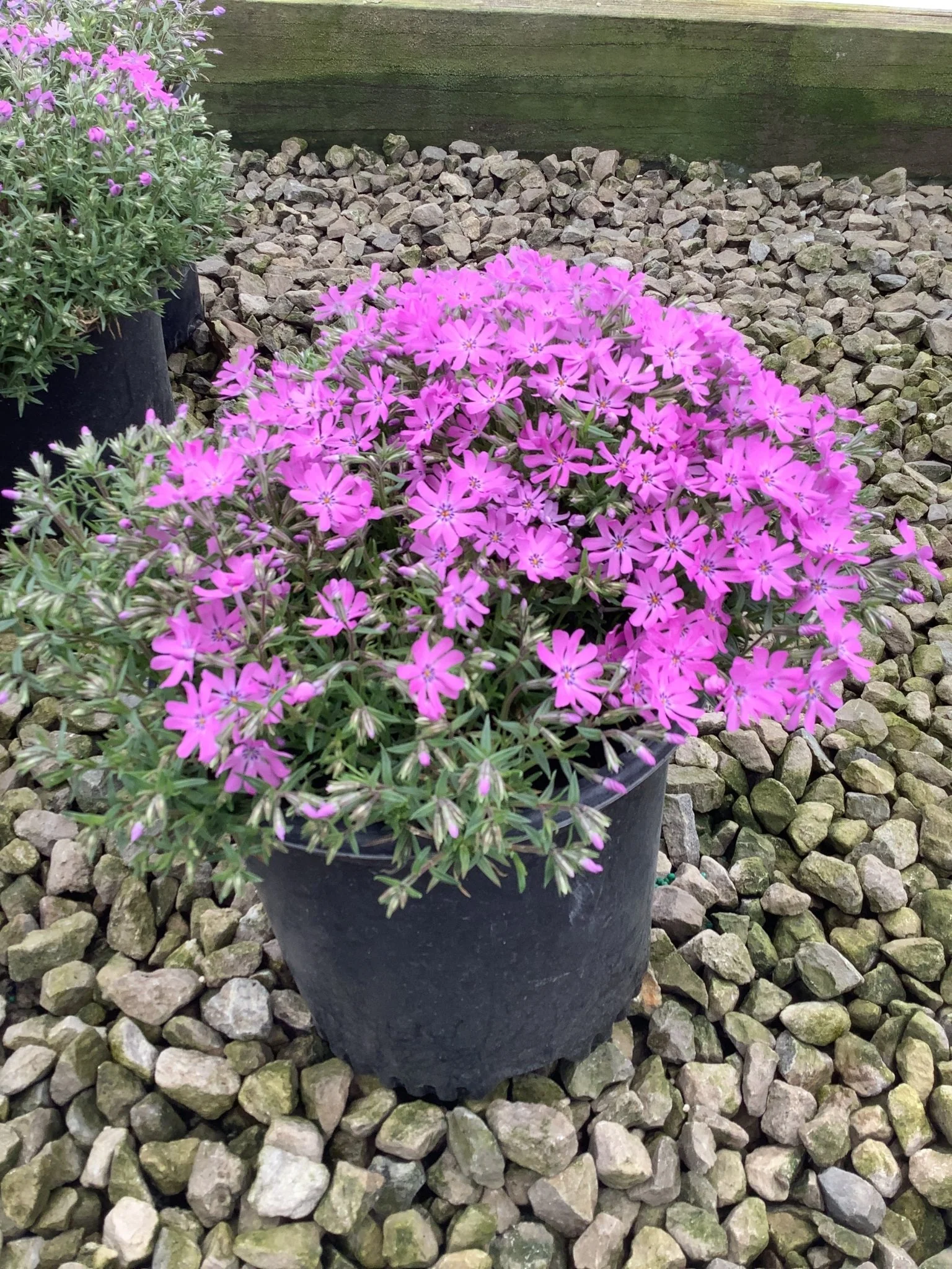 Bedazzled Pink Hybrid Spring Phlox - Image 2