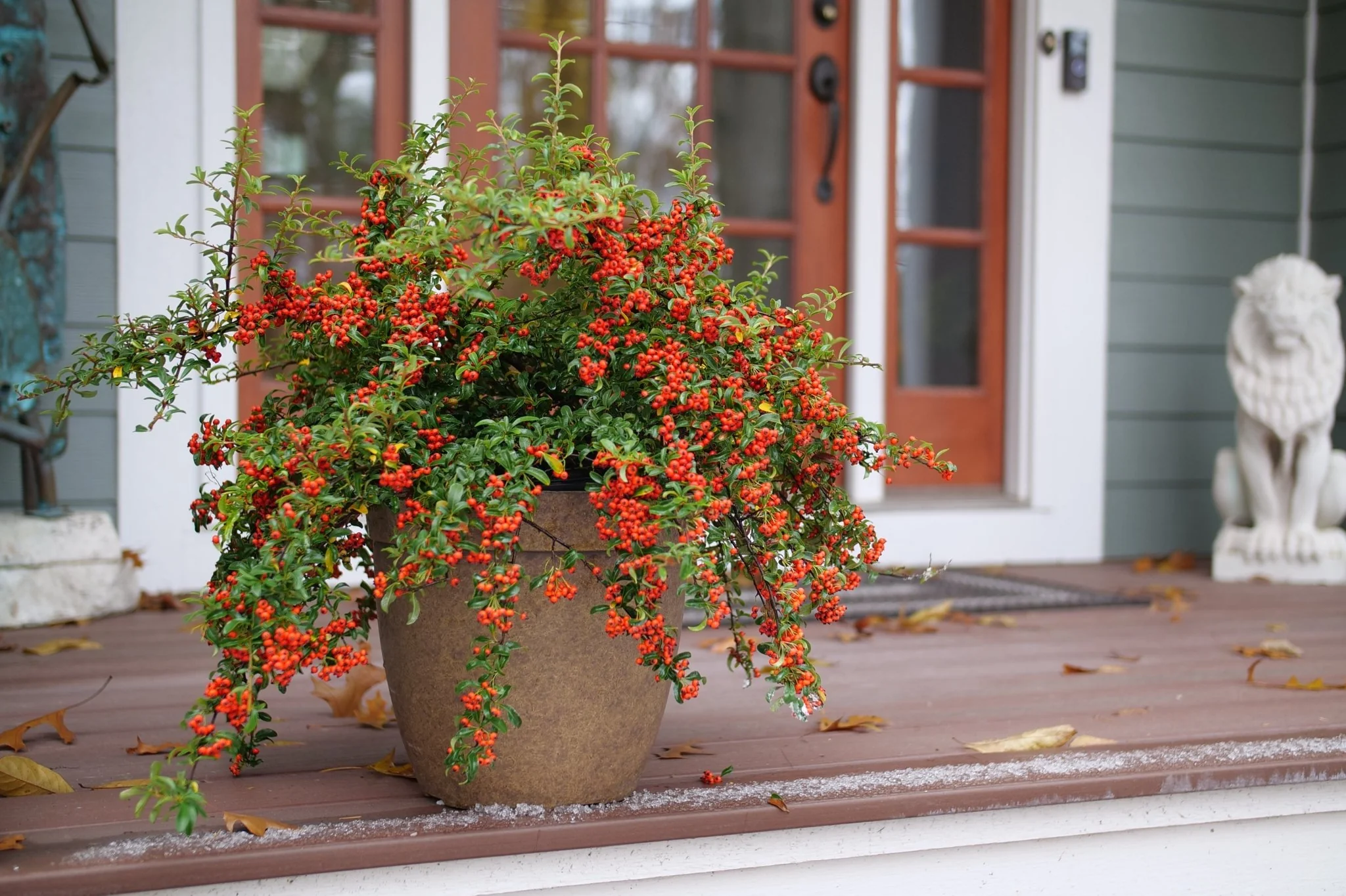 Berry Box® Pyracomeles