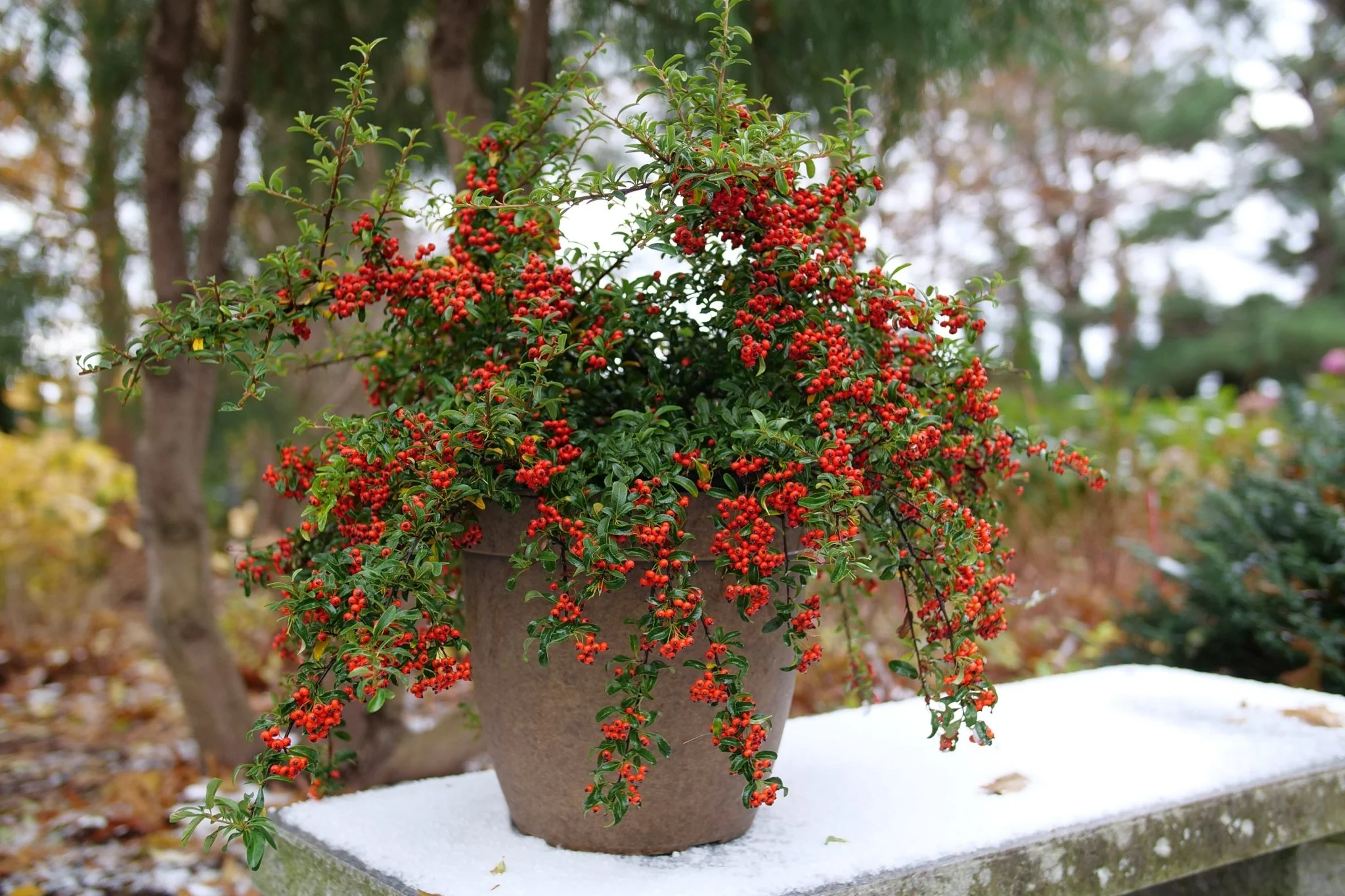 Berry Box® Pyracomeles - Image 2